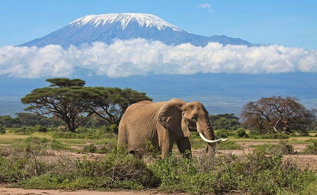 Elephant in Amboseli National Park