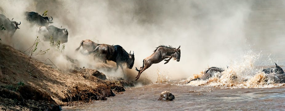 Wildebeest Migration