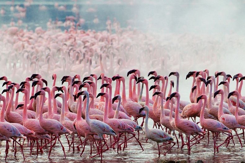 Flamingoes in Lake Nakuru