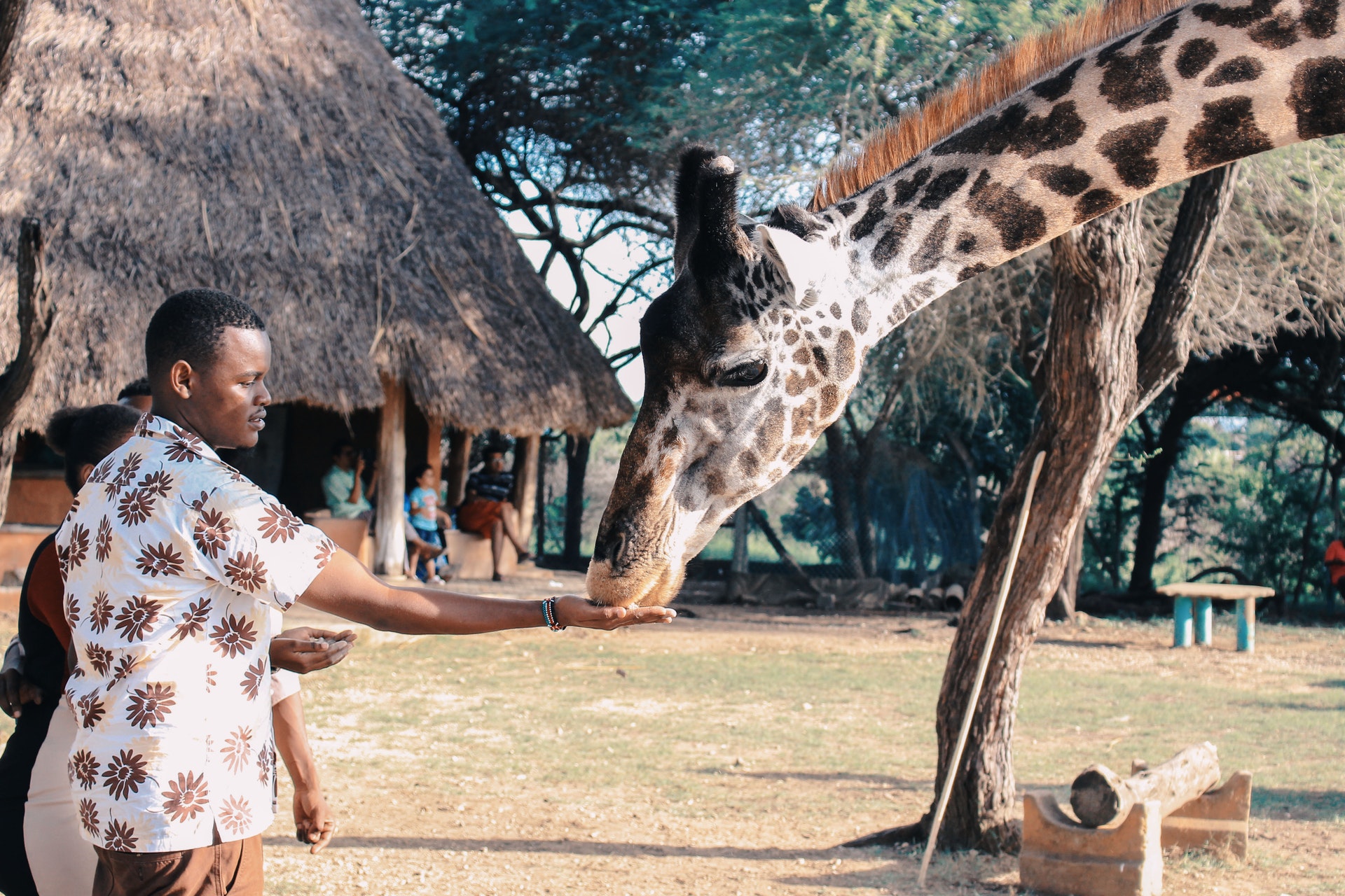 Giraffes in Kenya